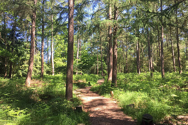 GreenAcres Chiltern natural burial ground landscape