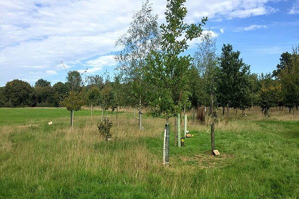 Oakfield Wood at Shamley Green natural burial ground