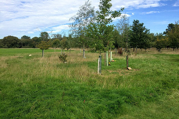 Oakfield Wood Natural Burial Ground at Shamley Green