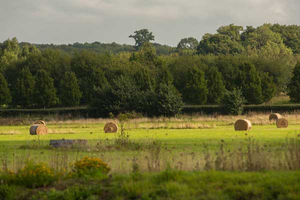 clandon-wood-natural-burial-gallery-pic-10 clandon wood natural burial