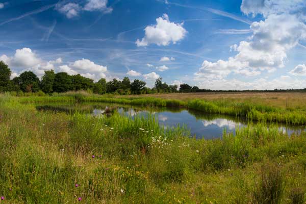 clandon-wood-natural-burial-gallery-pic-12 clandon wood natural burial