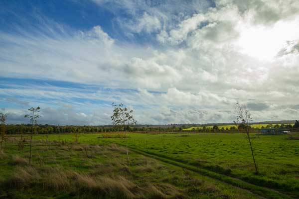 clandon-wood-natural-burial-gallery-pic-8 clandon wood natural burial gallery-pic-8
