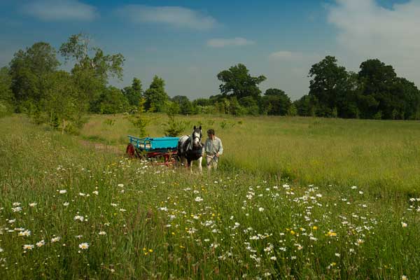 clandon-wood-natural-burial-gallery-pic-9 clandon wood natural burial gallery-pic-9