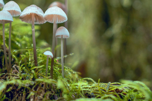 Mushroom Coffin - Loop Living Cocoon